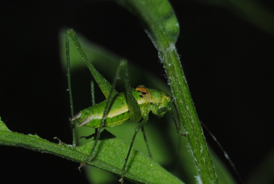 Phaneropteridae: Leptophyes boscii?  S !